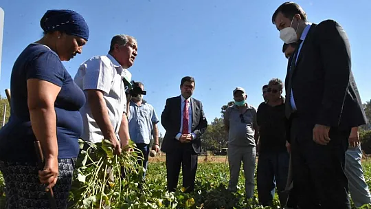 Dalaman'da Tatlı Patates ve Kışlık Sebze Tarla Günü Yapıldı