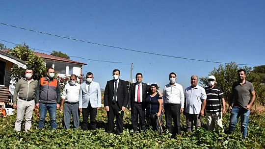 Dalaman'da Tatlı Patates ve Kışlık Sebze Tarla Günü Yapıldı