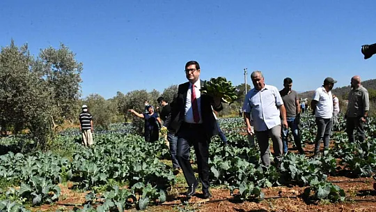 Dalaman'da Tatlı Patates ve Kışlık Sebze Tarla Günü Yapıldı