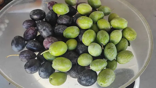 Zeytin Hasat Zamanı Başladı