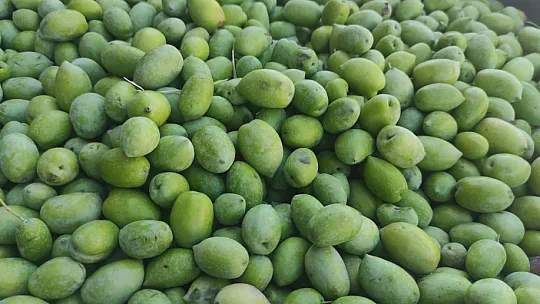 Zeytin Hasat Zamanı Başladı