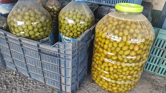 Zeytin Hasat Zamanı Başladı