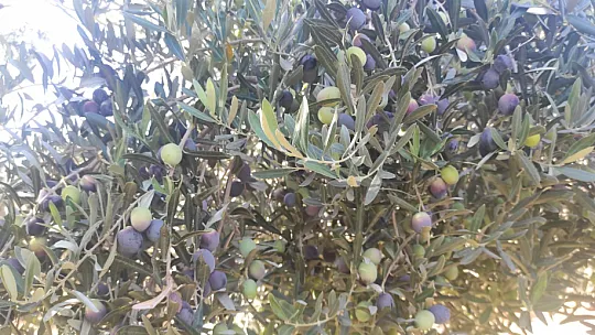 Zeytin Hasat Zamanı Başladı