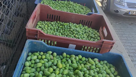 Zeytin Hasat Zamanı Başladı