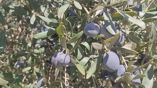 Zeytin Hasat Zamanı Başladı