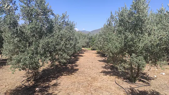 Zeytin Hasat Zamanı Başladı