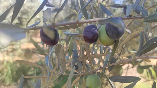 Zeytin Hasat Zamanı Başladı