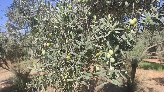 Zeytin Hasat Zamanı Başladı