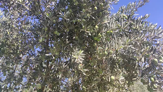 Zeytin Hasat Zamanı Başladı