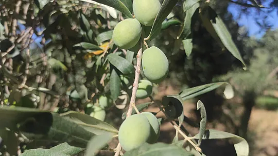 Zeytin Hasat Zamanı Başladı