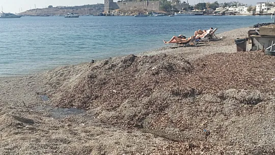 Bu görüntüler Bodrum'a yakışmıyor!