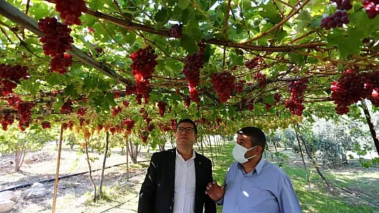 Seydikemer'de 'Bağbozumu Şenliği'