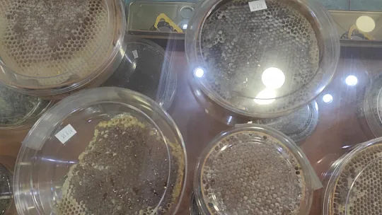 Çam balında kayıp yıl