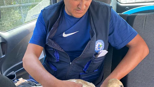 YARALI LEYLEK KURTARILDI