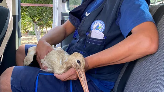 YARALI LEYLEK KURTARILDI