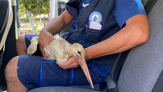 YARALI LEYLEK KURTARILDI