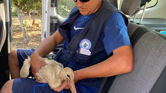 YARALI LEYLEK KURTARILDI