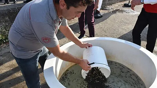 KÖYCEĞİZ GÖLÜNE 260 BİN YAVRU SAZAN BALIĞI BIRAKILDI
