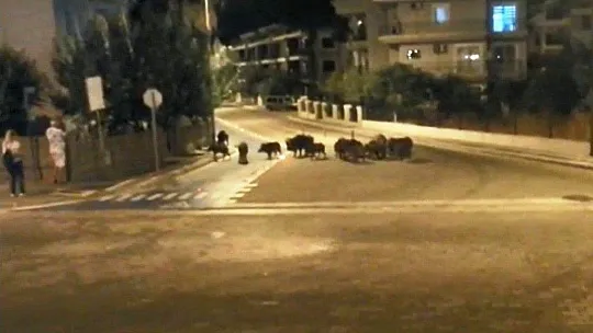 Yaban domuzları şehre indi