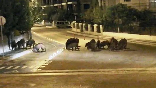 Yaban domuzları şehre indi