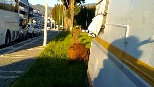 Yaban domuzu Marmaris sokaklarında korkusuzca gezdi