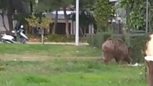 Yaban domuzu Marmaris sokaklarında korkusuzca gezdi