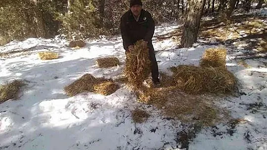 Yaban hayvanları için yem