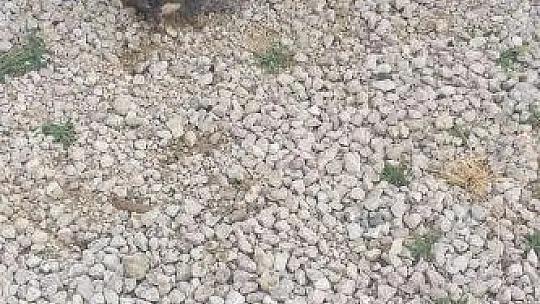 Yağmur suyu kanalında mahsur kalan köpek ve 6 yavrusu kurtarıldı