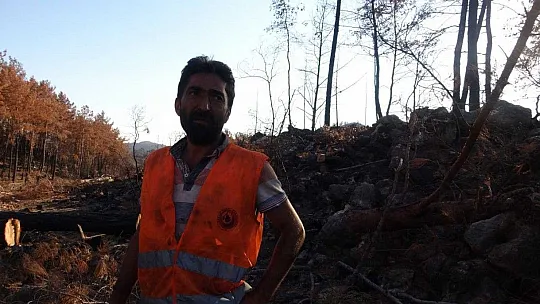 Yanan ağaçlar kesilirken, yeniden filizlenen ağaçlara dokunulmuyor