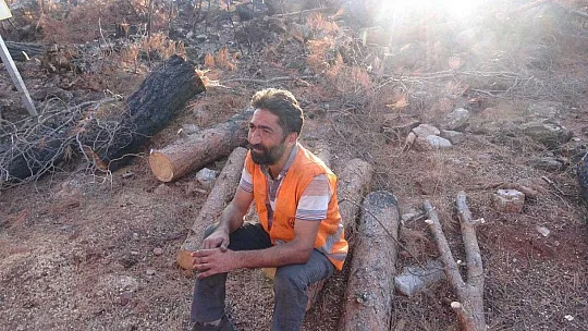 Yanan ağaçlar kesilirken, yeniden filizlenen ağaçlara dokunulmuyor