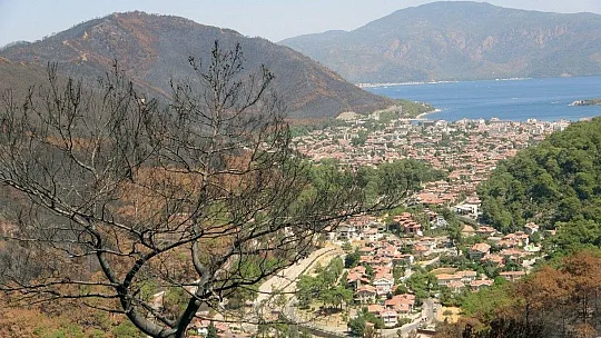 Yanan alanlarda kesim çalışmaları başladı