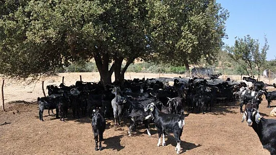 Yanan çadırın yenisi elbirliğiyle kuruldu
