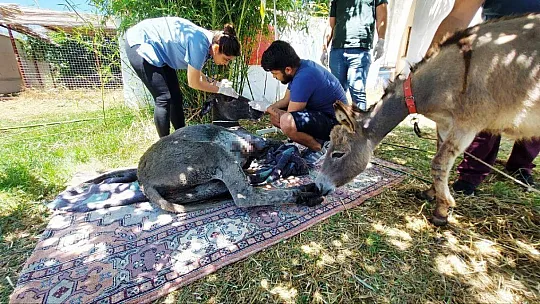 Yanan ormandan 4 gün sonra sağ kurtuldu