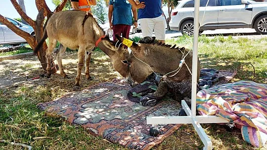 Yanan ormandan 4 gün sonra sağ kurtuldu