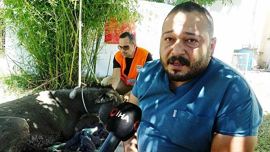 Yanan ormandan 4 gün sonra sağ kurtuldu