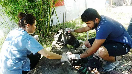 Yanan ormandan 4 gün sonra sağ kurtuldu