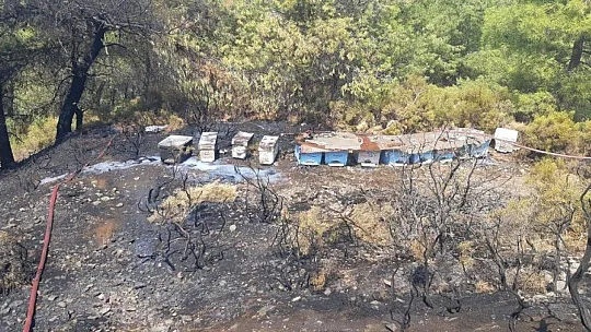 Yangın ortasında kalan kaplumbağayı itfaiyeciler kurtardı