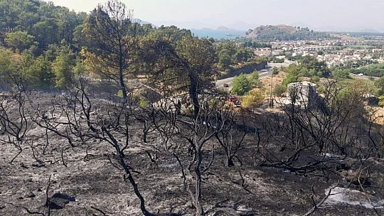 Yangın ortasında kalan kaplumbağayı itfaiyeciler kurtardı