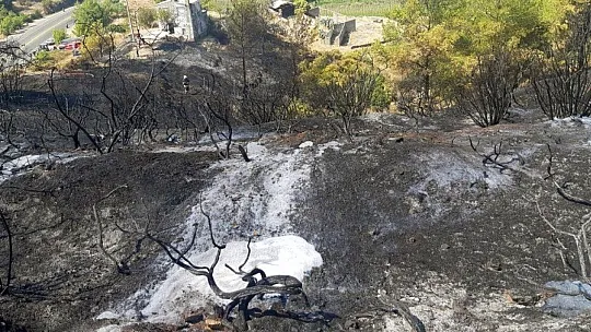Yangın ortasında kalan kaplumbağayı itfaiyeciler kurtardı