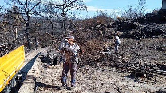 Yangın sonrası tehlike oluşturan ağaçlara müdahale edildi