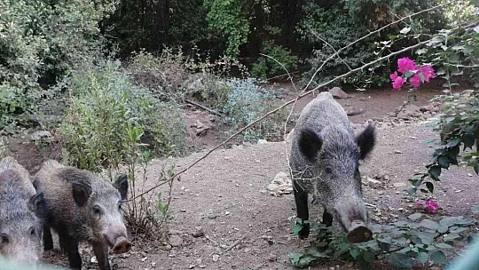 Yangından kaçan domuz sürüsü otel bahçesine sığındı