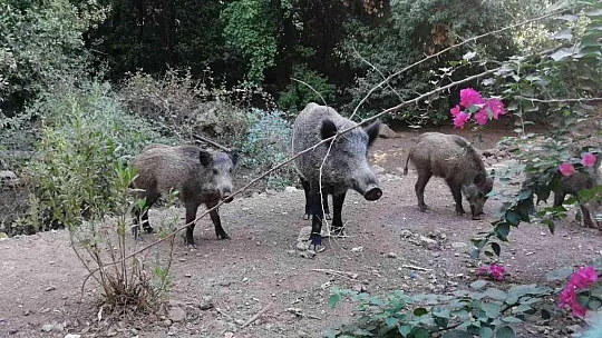 Yangından kaçan domuz sürüsü otel bahçesine sığındı