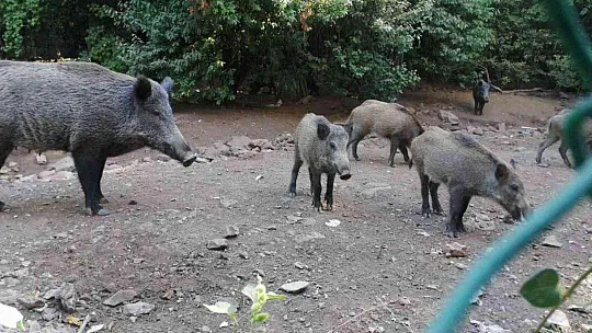 Yangından kaçan domuz sürüsü otel bahçesine sığındı
