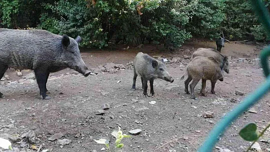Yangından kaçan domuz sürüsü otel bahçesine sığındı