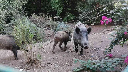 Yangından kaçan domuzlara Jandarma ve otelciler yemek verdi