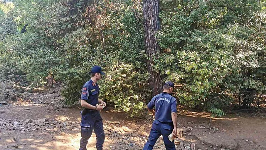 Yangından kaçan domuzlara Jandarma ve otelciler yemek verdi
