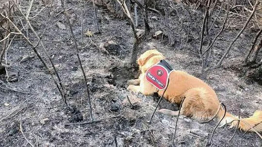 Yangının çıktığı noktayı 'Kadro' tespit etti