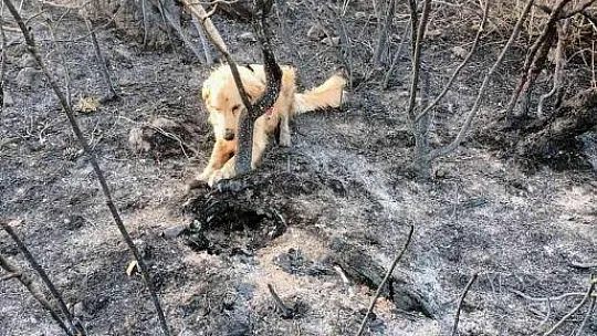 Yangının çıktığı noktayı 'Kadro' tespit etti