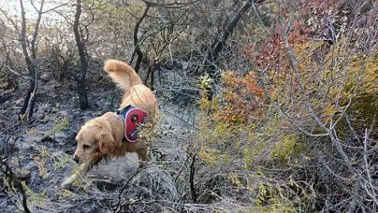 Yangının çıktığı noktayı 'Kadro' tespit etti