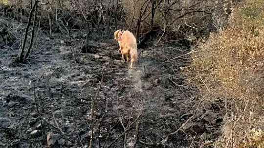 Yangının çıktığı noktayı 'Kadro' tespit etti